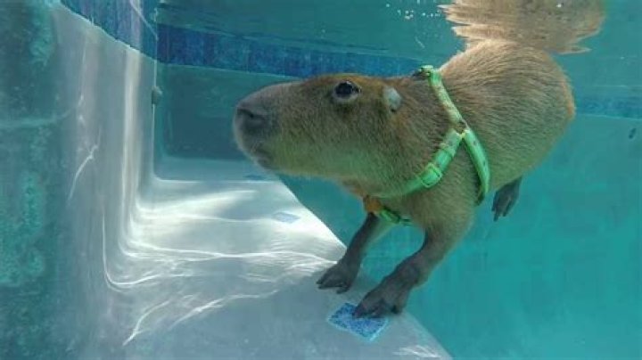 Don Toliver After Party Capybara Meme song (Vocal Cover) YouTube