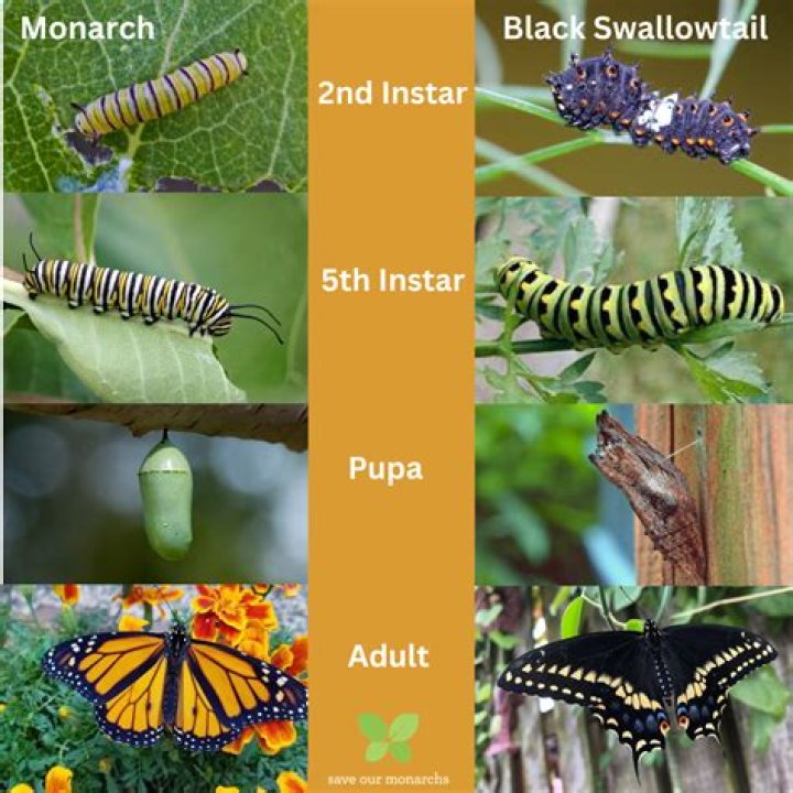 Eastern Swallowtail Caterpillar Laurel Magazine