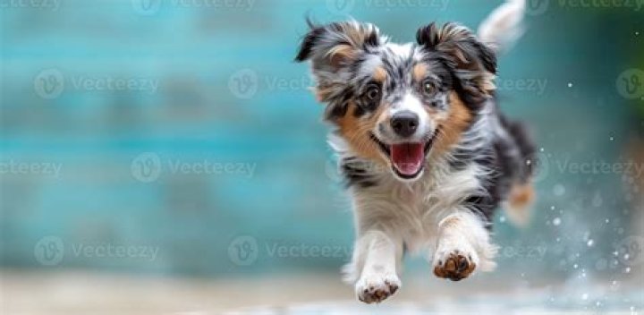 Energetic Pup 'Ben Salami' is Billings' Featured Adoptable Pet