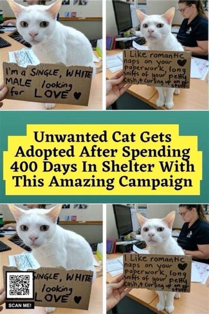 Every Cat Gets Adopted Thanks To TikTok Video