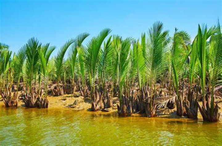 Explore Marine Alluvium Soils Mangroves Growing Kangy River Chaung Tha