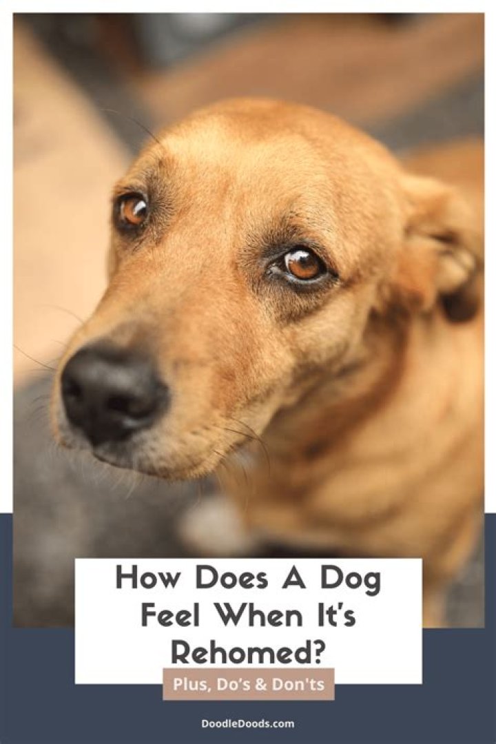 Fast Eating Dogs Reasons Behind it & How to Slow Them Down Critter