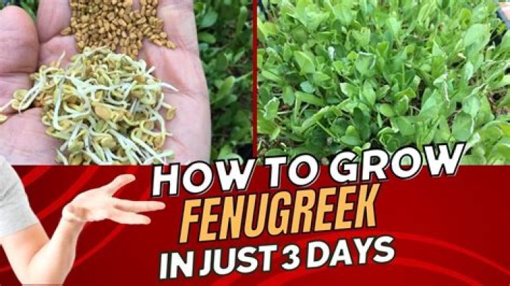 FENUGREEK for 7 days! Grow the thickest hair ever! *before & after