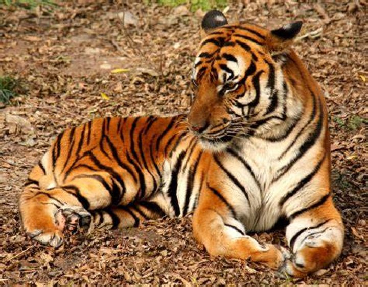 File2012 Suedchinesischer Tiger.JPG Wikimedia Commons