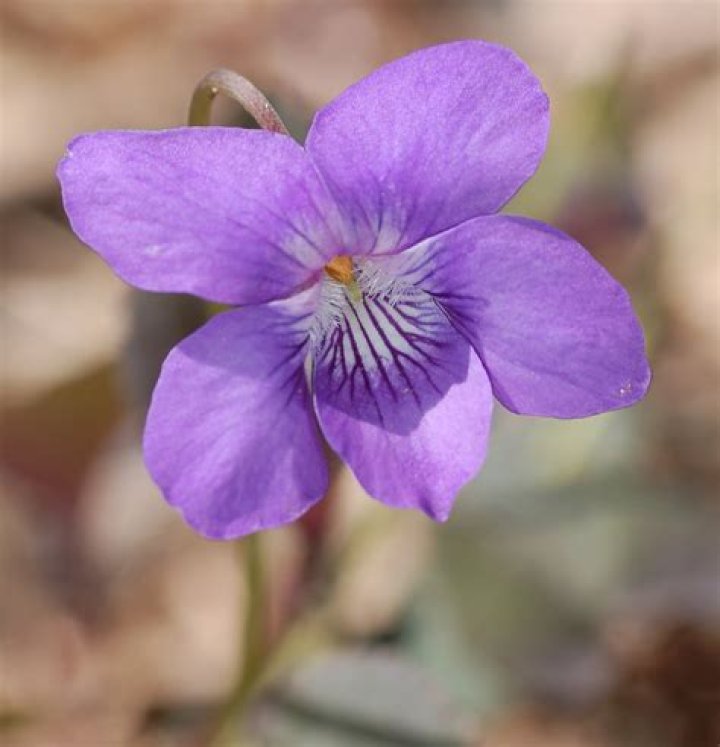FileAlpine Violet Viola labradorica Flower 1453px.jpg Wikimedia Commons