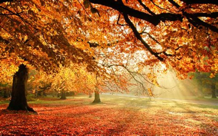 FileAutumn in Dresden.jpg Wikimedia Commons