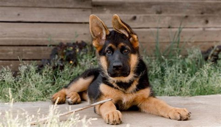 FileGerman Shepherd Dog in Lithuanian Army.jpg Wikimedia Commons