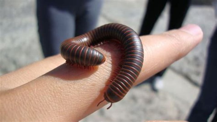 FileHand Ring finger.jpg Wikimedia Commons