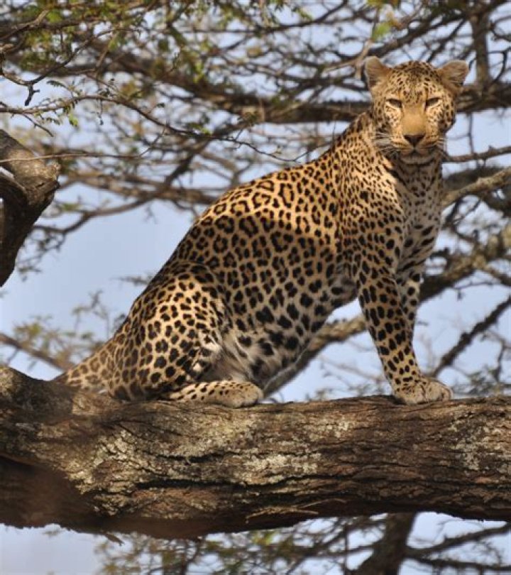 FileLeopard standing in tree 2.jpg Wikipedia