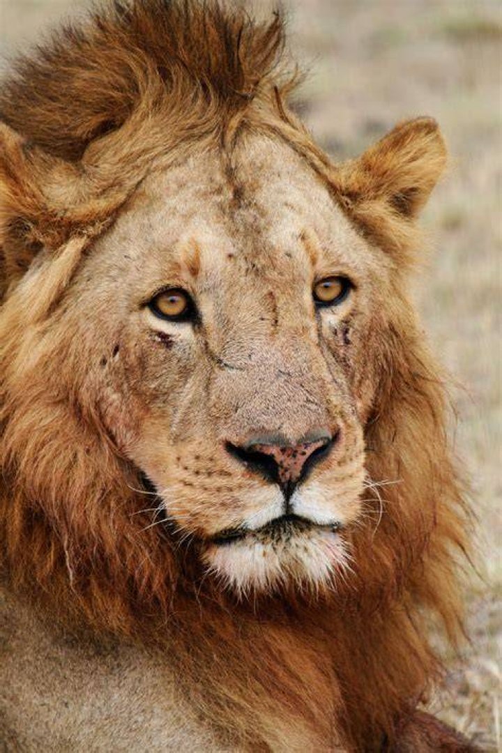 FileMale Lion on Rock.jpg Wikimedia Commons