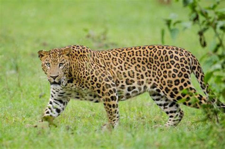 FileNagarhole Kabini Karnataka India, Leopard September 2013.jpg