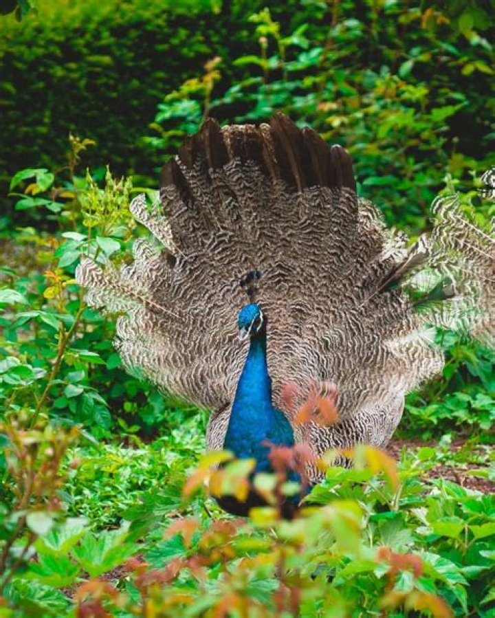 FilePeacock Milwaukee County Zoo.jpg Simple English Wikipedia, the free encyclopedia