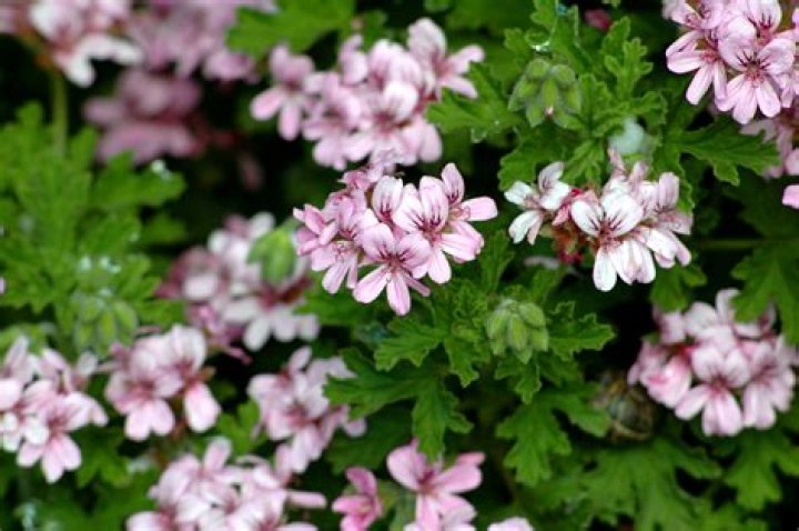 FilePelargonium graveolens 2.jpg Wikimedia Commons