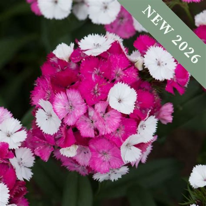 FilePink Sweet William flowers.jpg Wikimedia Commons