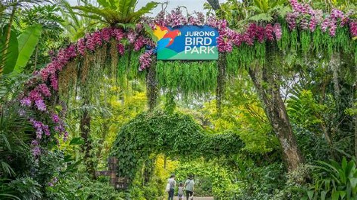 FileSicalis flaveola Jurong Bird Park, Singapore8a.jpg Wikipedia