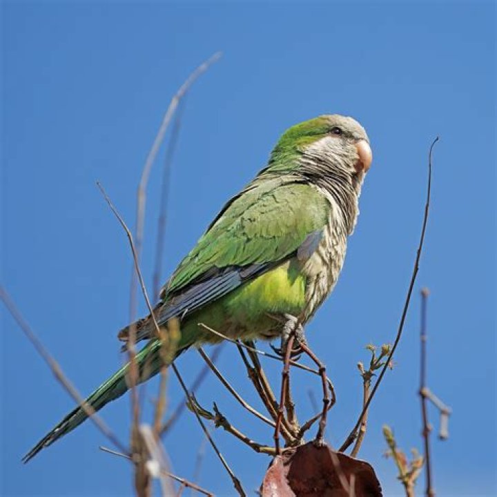 FileSophie Monk 2011.jpg Wikimedia Commons