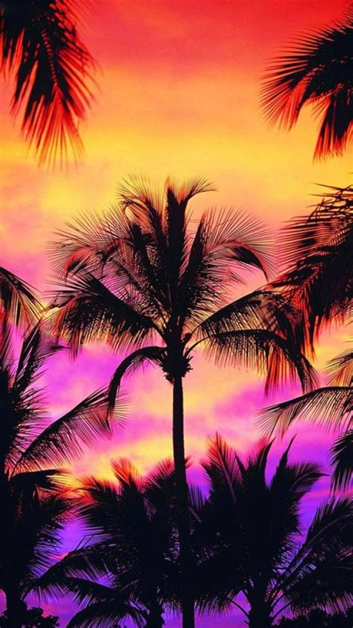 FileSunset with coconut palm tree, Fiji.jpg Wikimedia Commons