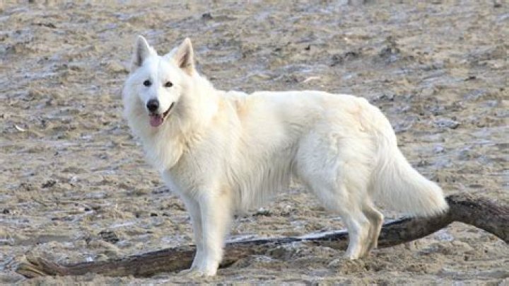 FileWhite German Shepherd Dog Posing.jpg Wikimedia Commons
