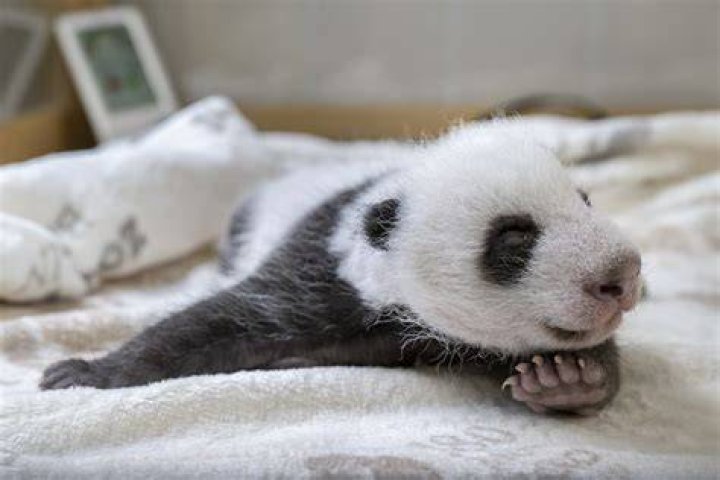 Finally Panda Appears In The Culling Game Of Jujutsu Kaisen Bullfrag