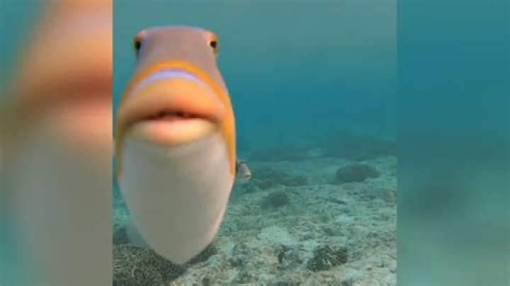 Fish With Big Lips Meme