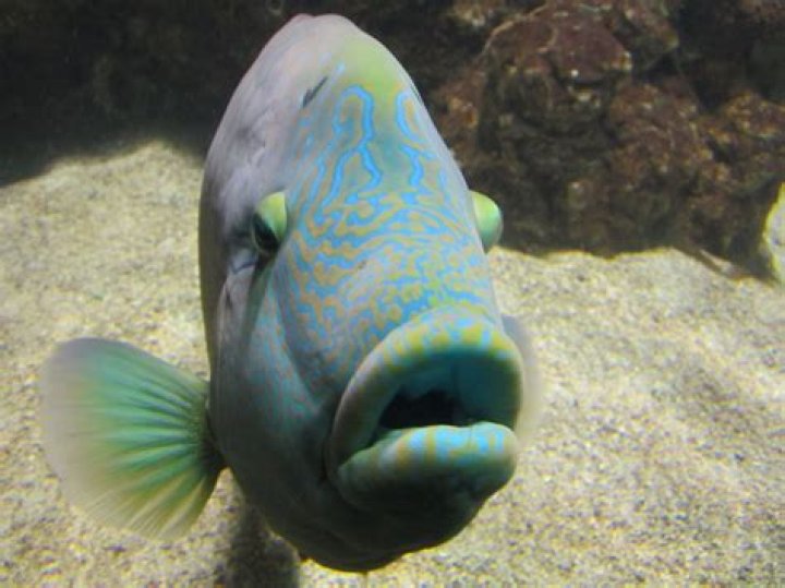 Fish With Large Lips fisherjullla