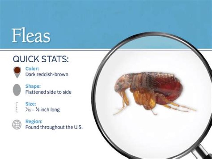 Fleas Pest Profile How to Control & Eliminate Fleas