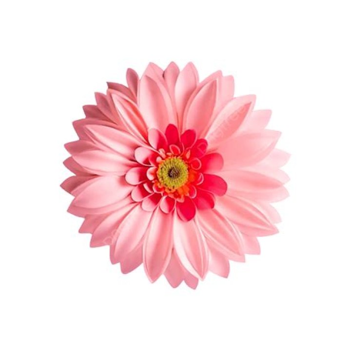 Flor De Sombra Rosa PNG , Flor Rosa, Flor, Hermosa Flor PNG y PSD para
