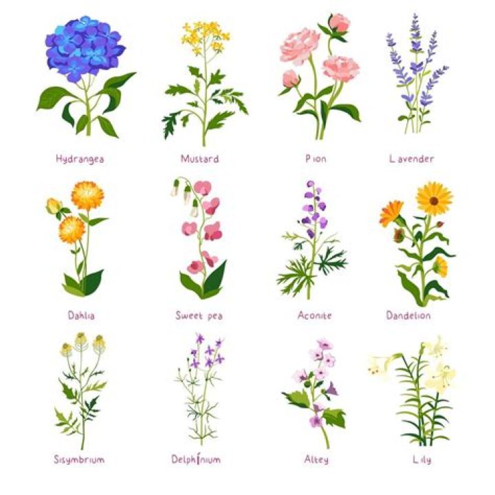 Flor Silvestre Su biograf&iacute;a