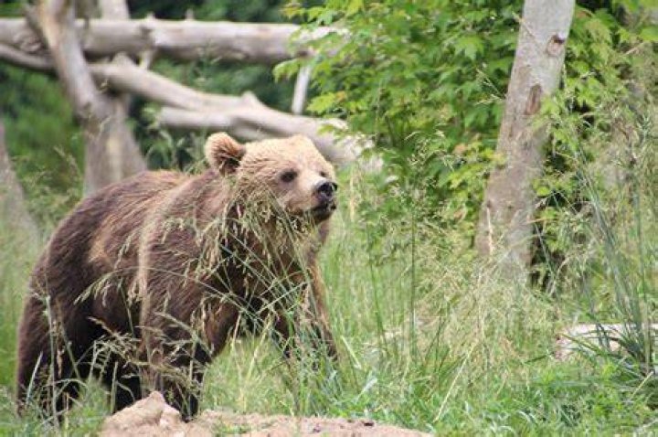 Free Images animal, mammal, teddy bear, olympics, nose, sketch