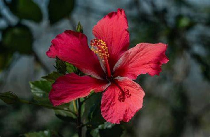 Free Images flower, dish, produce, cuisine, asian food, seeditforward