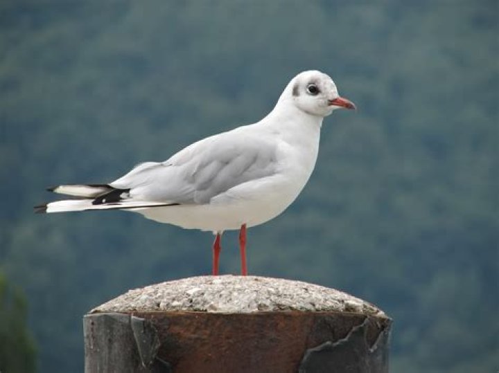 Free Images nature, wing, seabird, flying, beak, flight, freedom