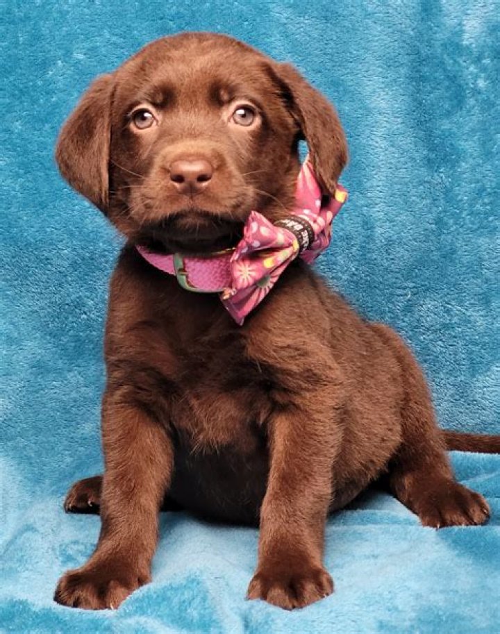 Free Images puppy, canine, looking, chocolate, friend, snout