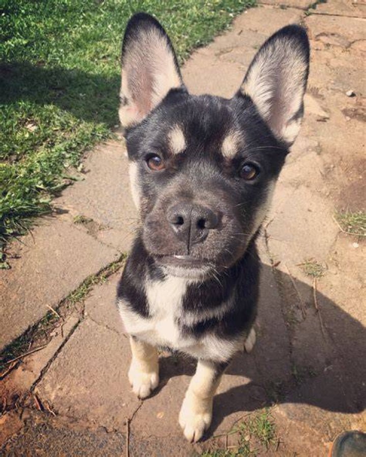 French Bulldog Husky Mix wonderful and playful companions I Petibble