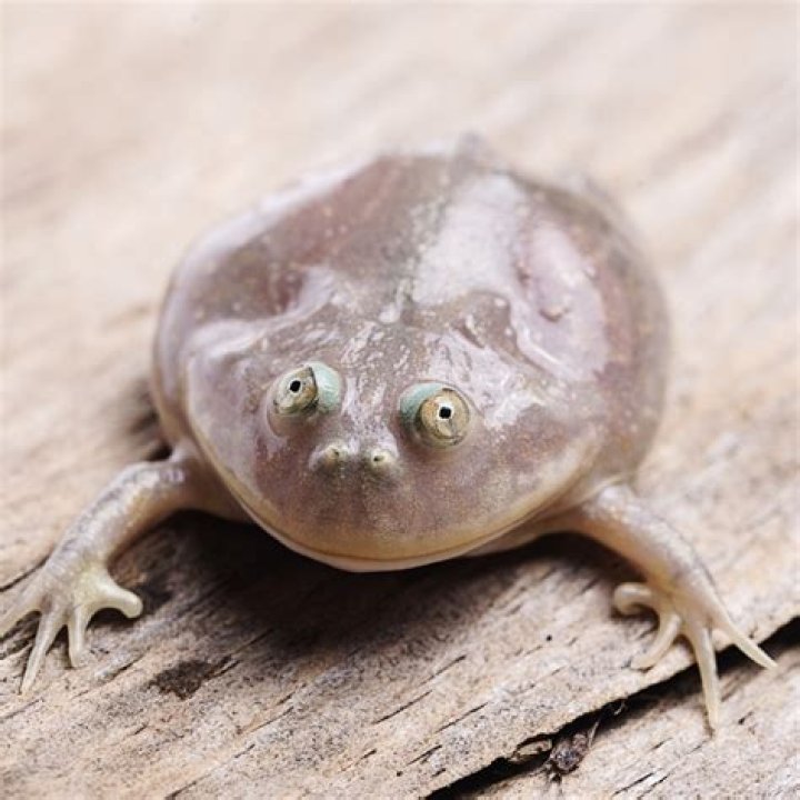 Frog Coming Out Of Woman Video Gone Viral On Twitter