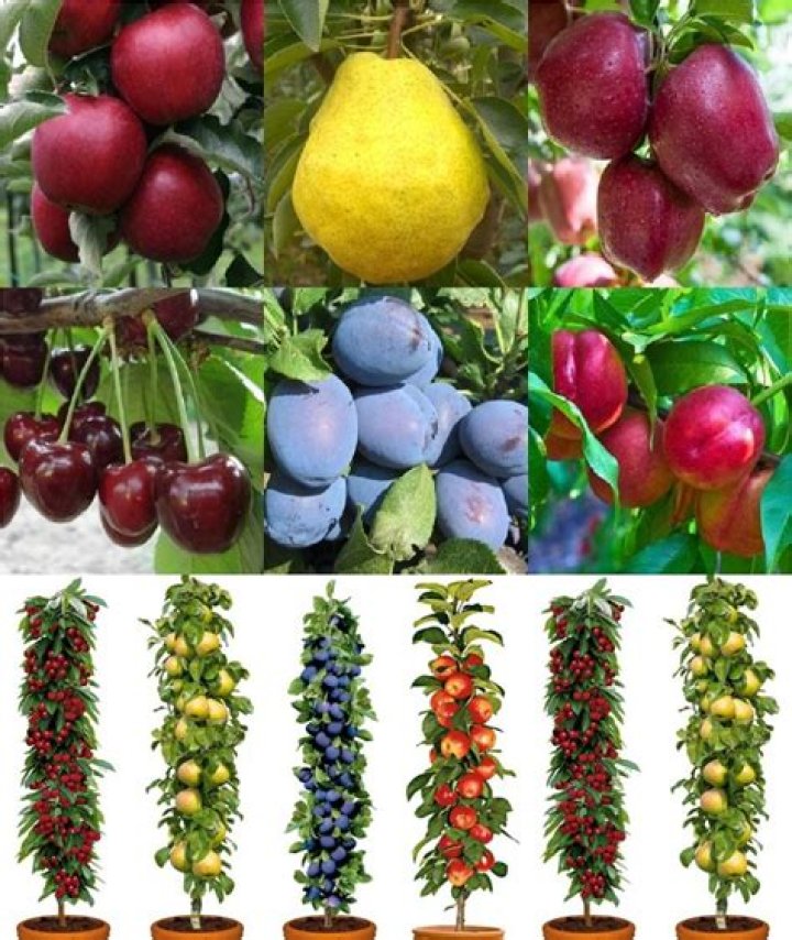 Fruit Trees For Sale Cincinnati Fruit Trees