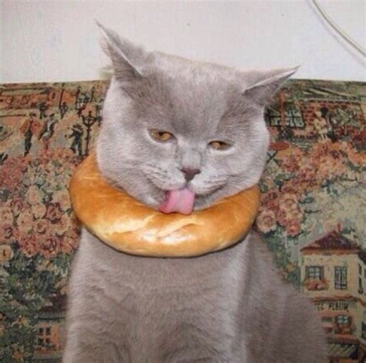 Funny Bagels Bagel cat Eating Bagels Pinterest Cats and Bagels