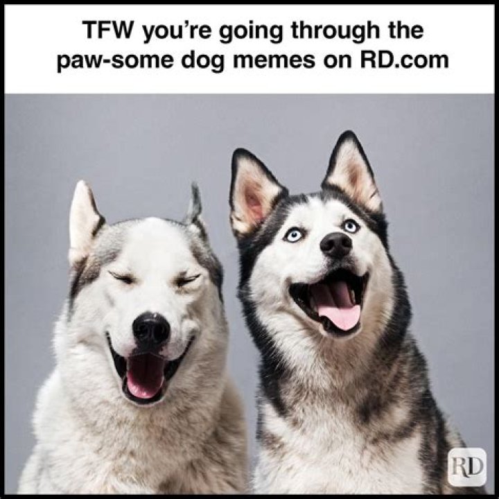Funny Dog Memes and Pet Costumes