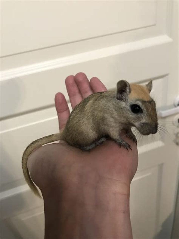 Gerbil Opens Up on Gere RearStuffing Myth E! News