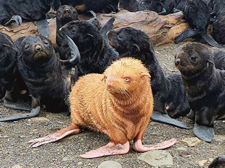 Ginger albino seal may need new home as it faces rejection from colony