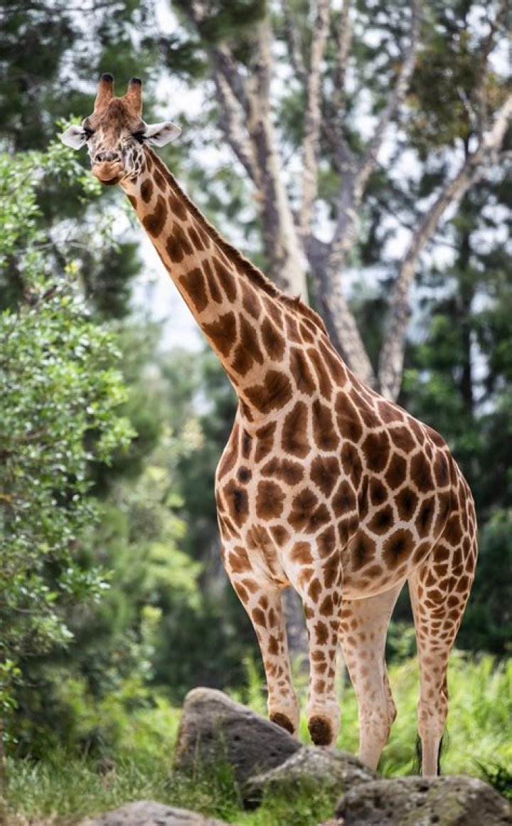 Giraffe Pictures