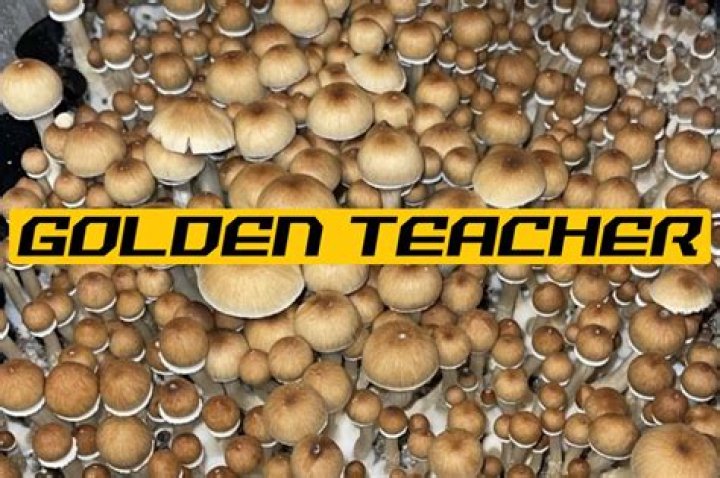 Golden Teacher &ldquo;GT&rdquo; Mushroom Spores Mush Love