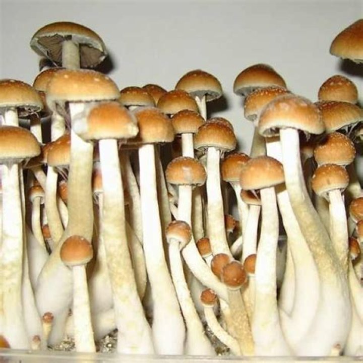 Golden Teacher Magic Mushroom Facts You Need To Know