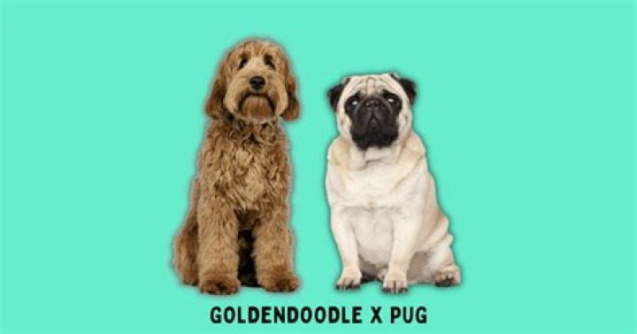 Goldendoodle Pug Mix Squishy Face Meets Fluffy Butt