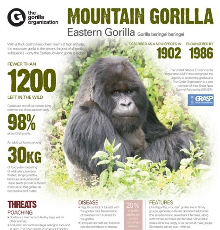 Gorilla Fact Sheet Blog Nature PBS