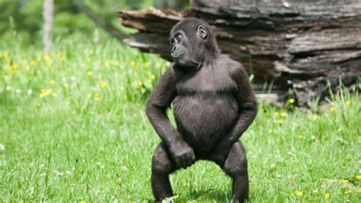 gorilla twerk Blank Template Imgflip