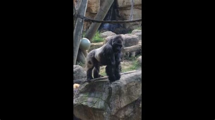 Gorilla Twerking the Memphis zoo YouTube