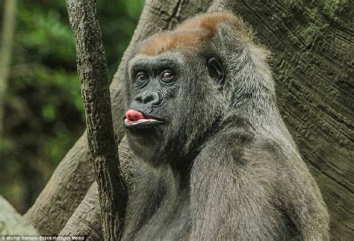 GORILLAS Pranking HUMANS 2017 [Funny Pets] YouTube