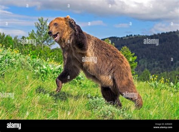 Grizzly Bear Attacks On Humans