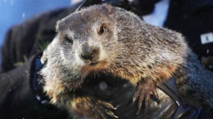 Groundhog Day Punxsutawney Phil dies predicts winter will last six