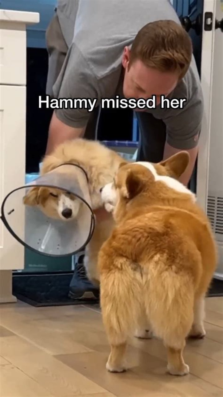 Hammy & Olivia on TikTok Funny animals, Cute animals, Cute dogs